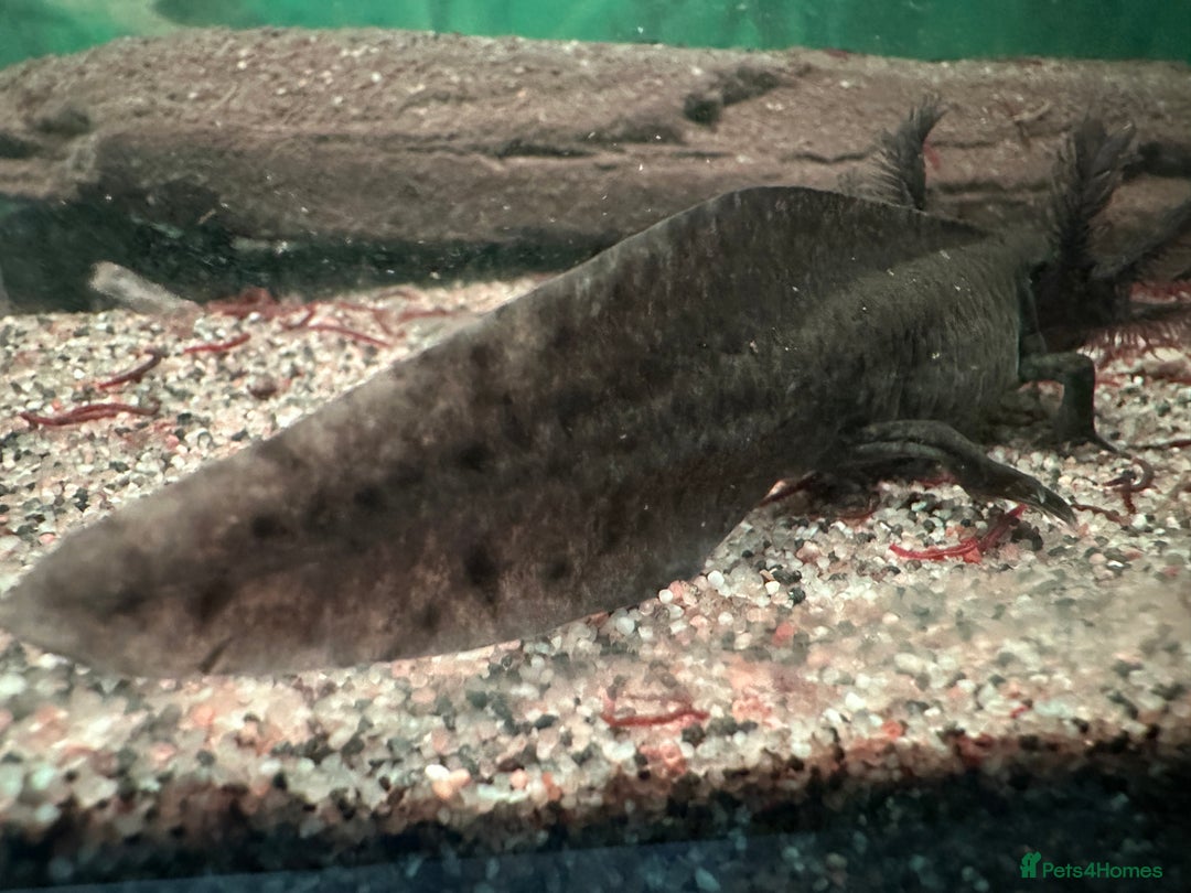 Axolotl reptiles for sale: Young Axolotls for sale - Image 5