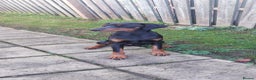 Dobermann dogs for stud: KC registered Black and Red Rust for stud - Advert 4