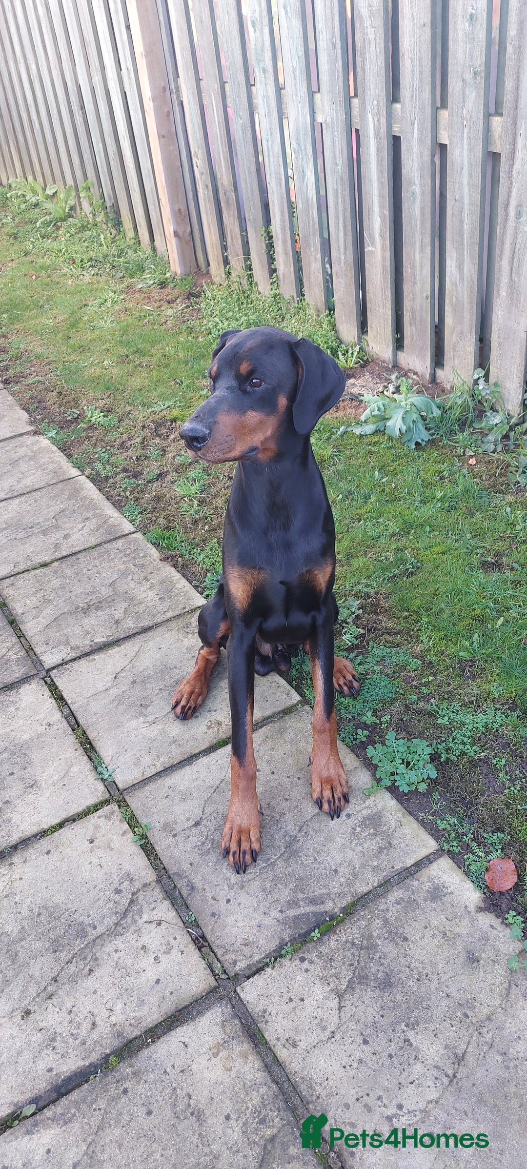 Dobermann dogs for stud: KC registered Black and Red Rust for stud - Advert 4