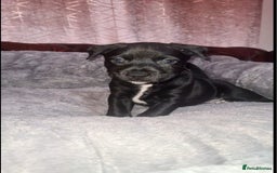 Staffordshire Bull Terrier dogs for sale: READY 7TH NOVEMBER ⭐️ 🐶 2 left ⭐️ staff pups  - Image 6