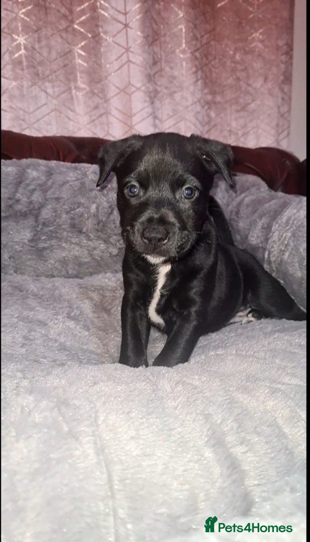 Staffordshire Bull Terrier dogs for sale: READY 7TH NOVEMBER ⭐️ 🐶 2 left ⭐️ staff pups  - Image 6