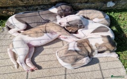 Whippet dogs for sale: Whippet puppies for sale - Image 1