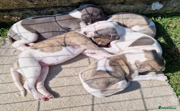 Whippet dogs - Advert 1