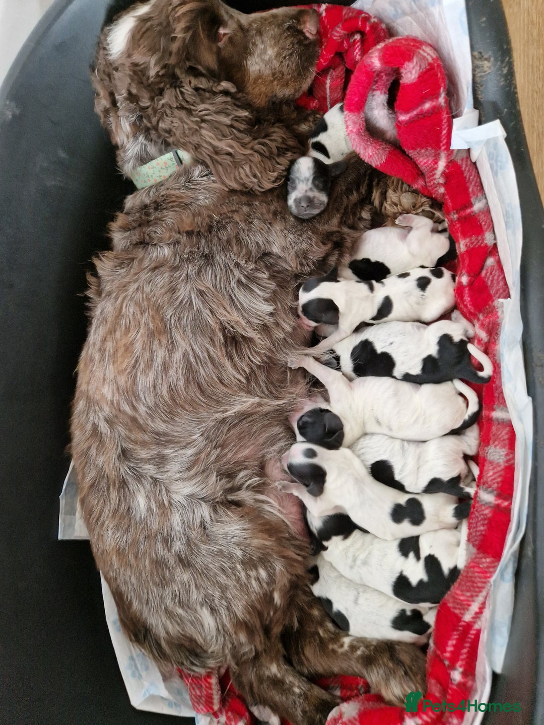 Cocker Spaniel dogs for sale: KC registered Show Type Cocker Spaniels - Image 3