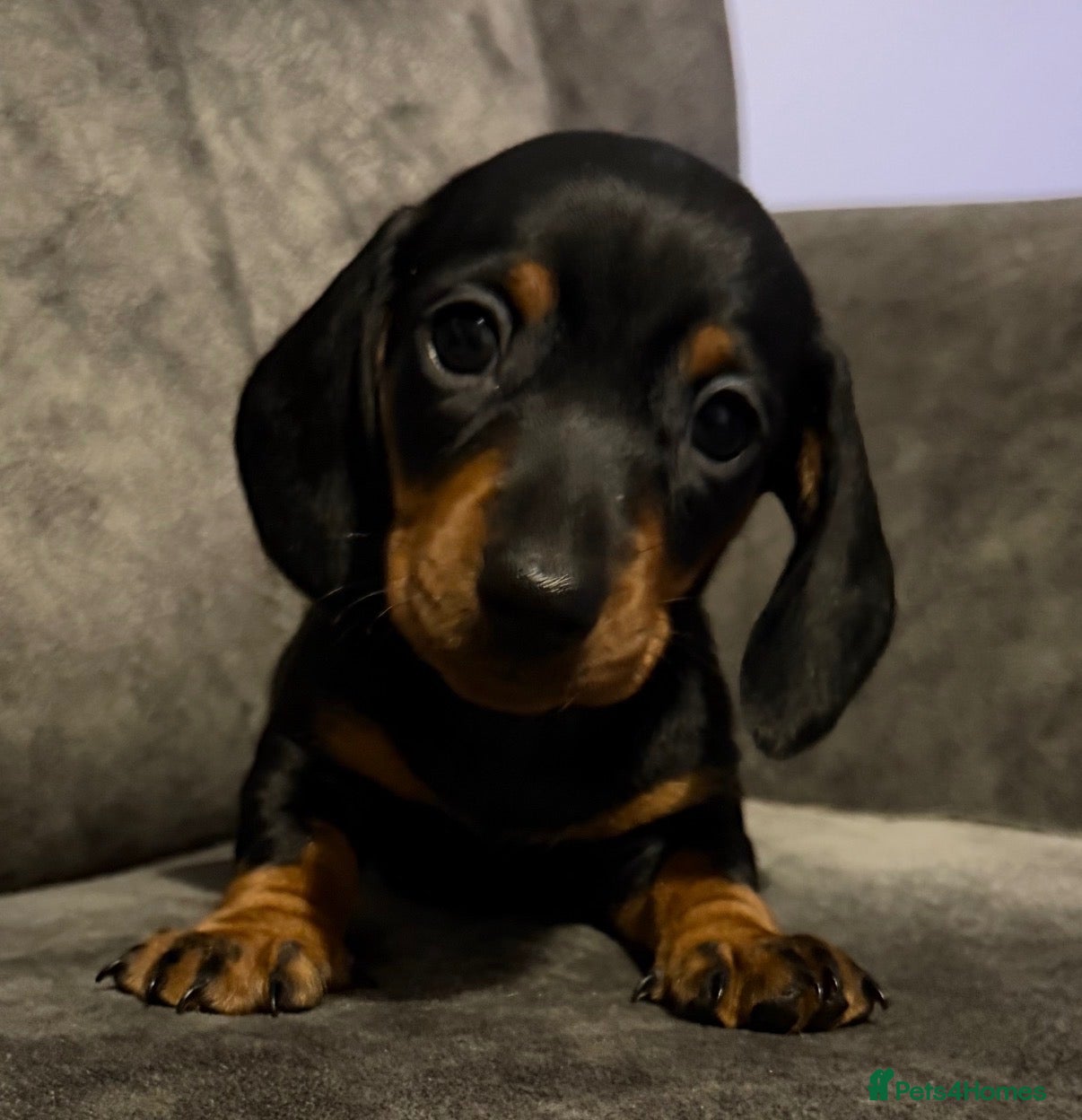 Miniature Dachshund dogs ⭐️1 KC Miniature Dachshund available (Male) - Advert 8
