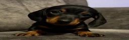Miniature Dachshund dogs for sale: ⭐️1 KC Miniature Dachshund available (Male) - Advert 1