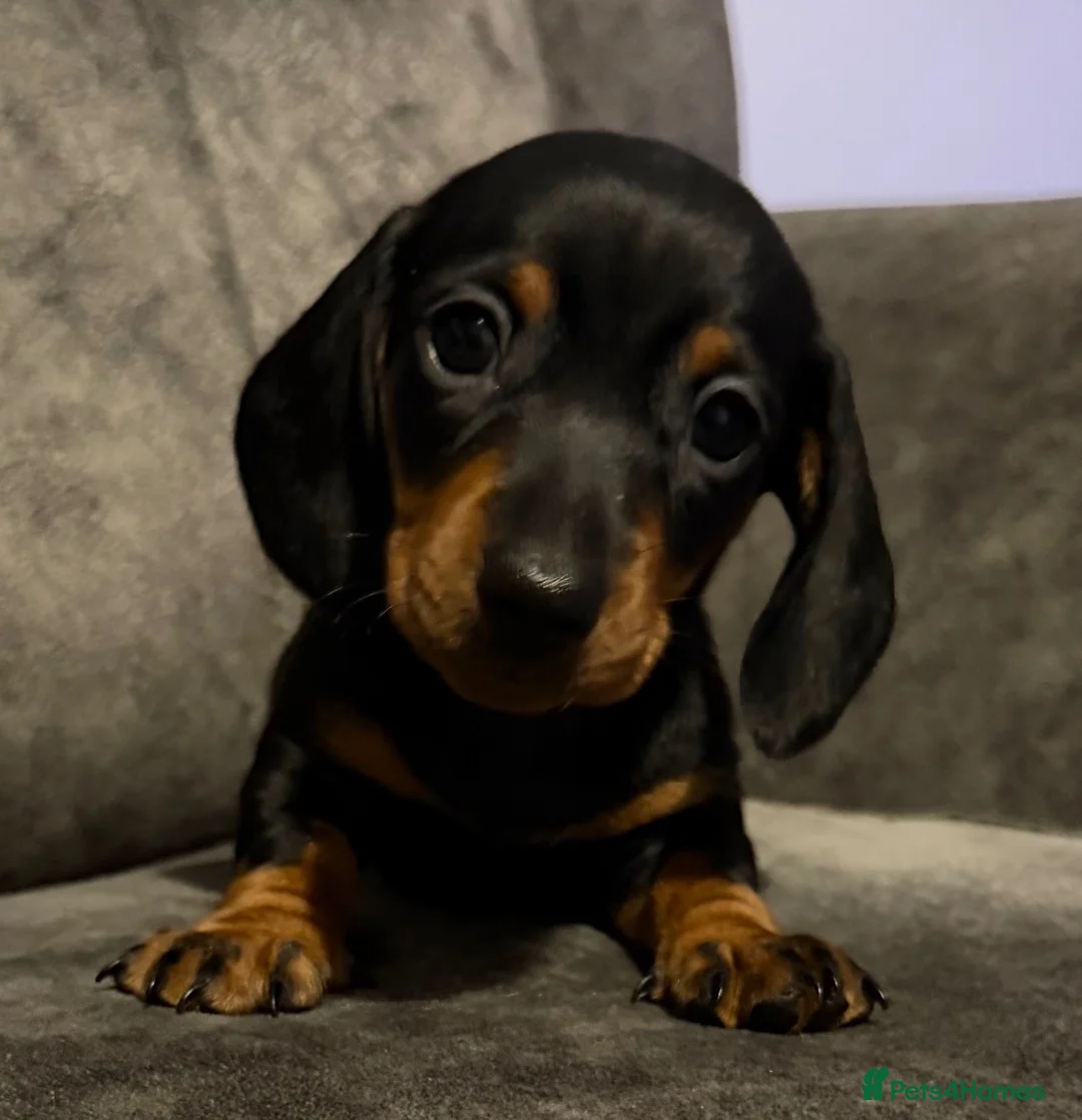 Miniature Dachshund dogs for sale: ⭐️1 KC Miniature Dachshund available (Male) - Advert 1