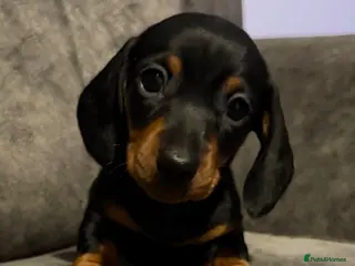 Miniature Dachshund dogs ⭐️1 KC Miniature Dachshund available (Male) - Advert 4