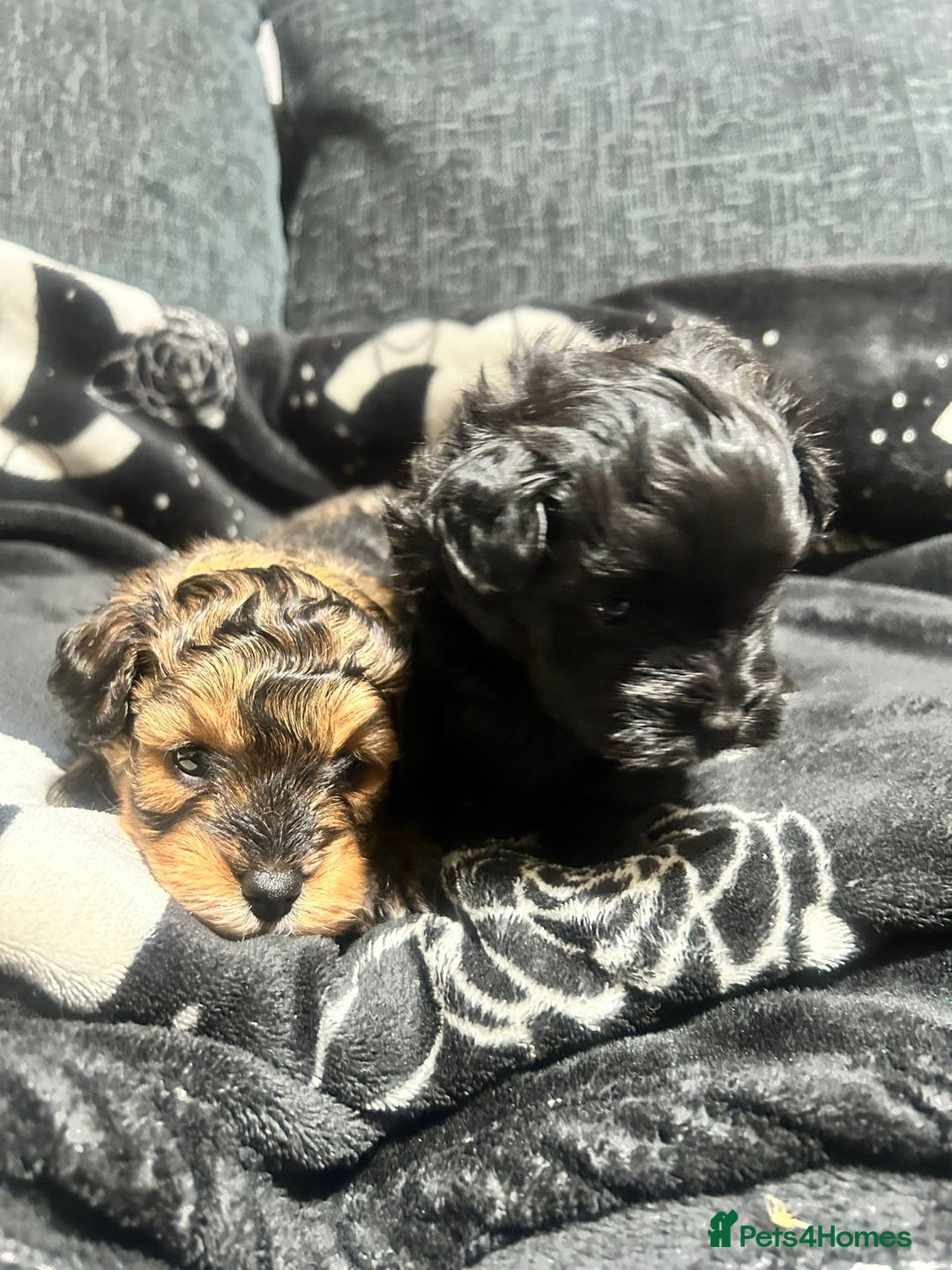 Pomapoo dogs for sale: Beautiful Pomapoo boys - Image 1