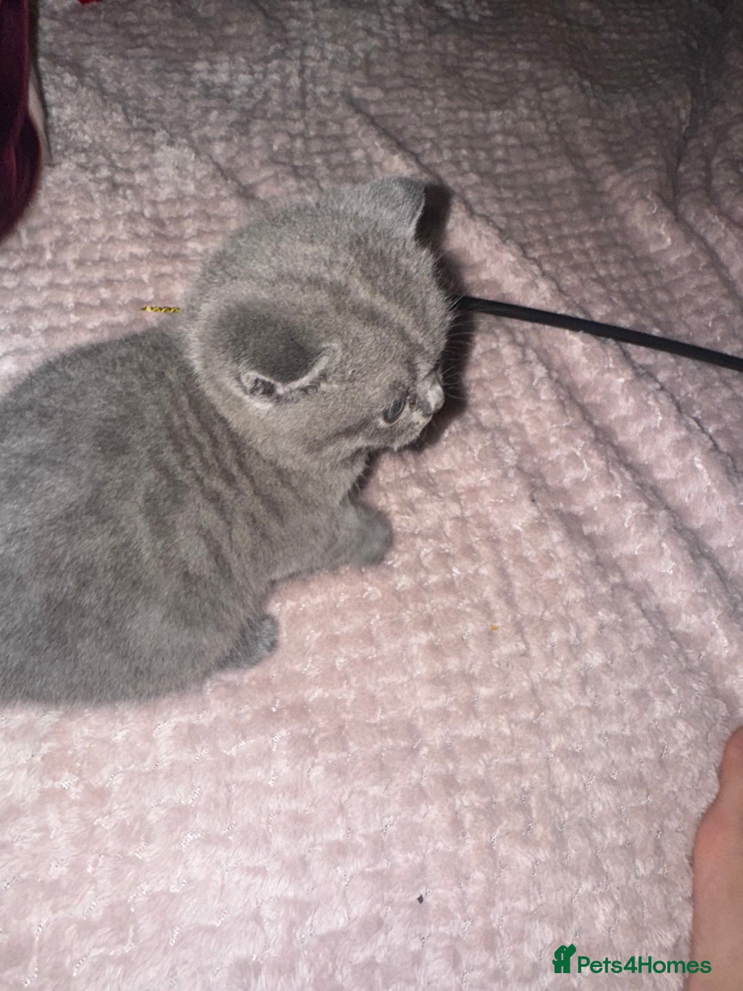 British Shorthair cats for sale: British short hair kittens - Advert 10