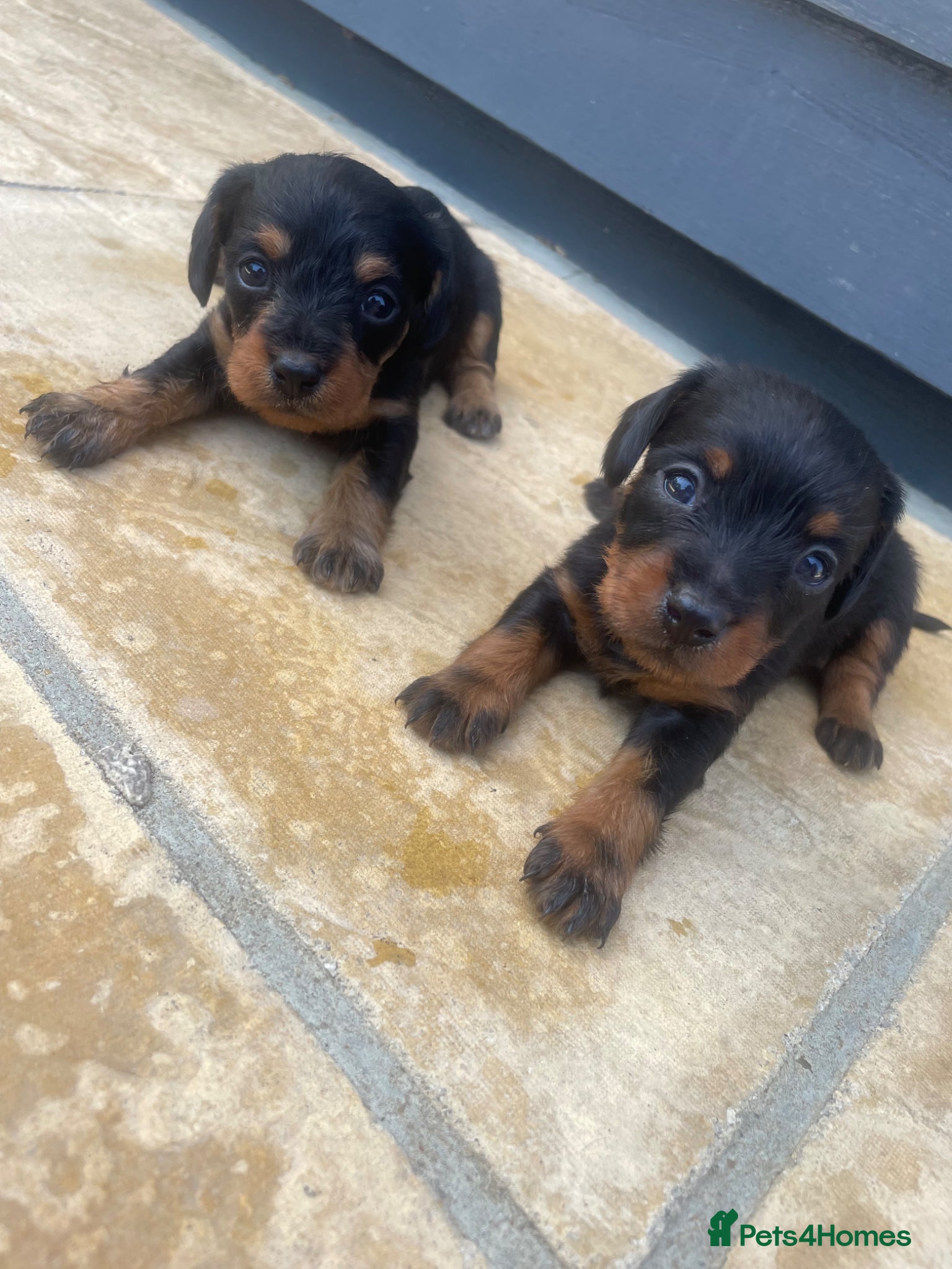 Mixed Breed dogs DOXIEPOO puppies - Advert 4