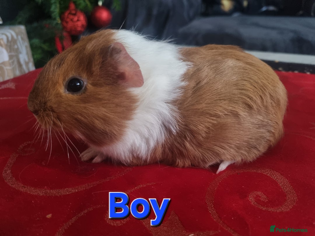 Guinea Pig rodents for sale: Guinea pigs for sale £25 each  - Advert 4