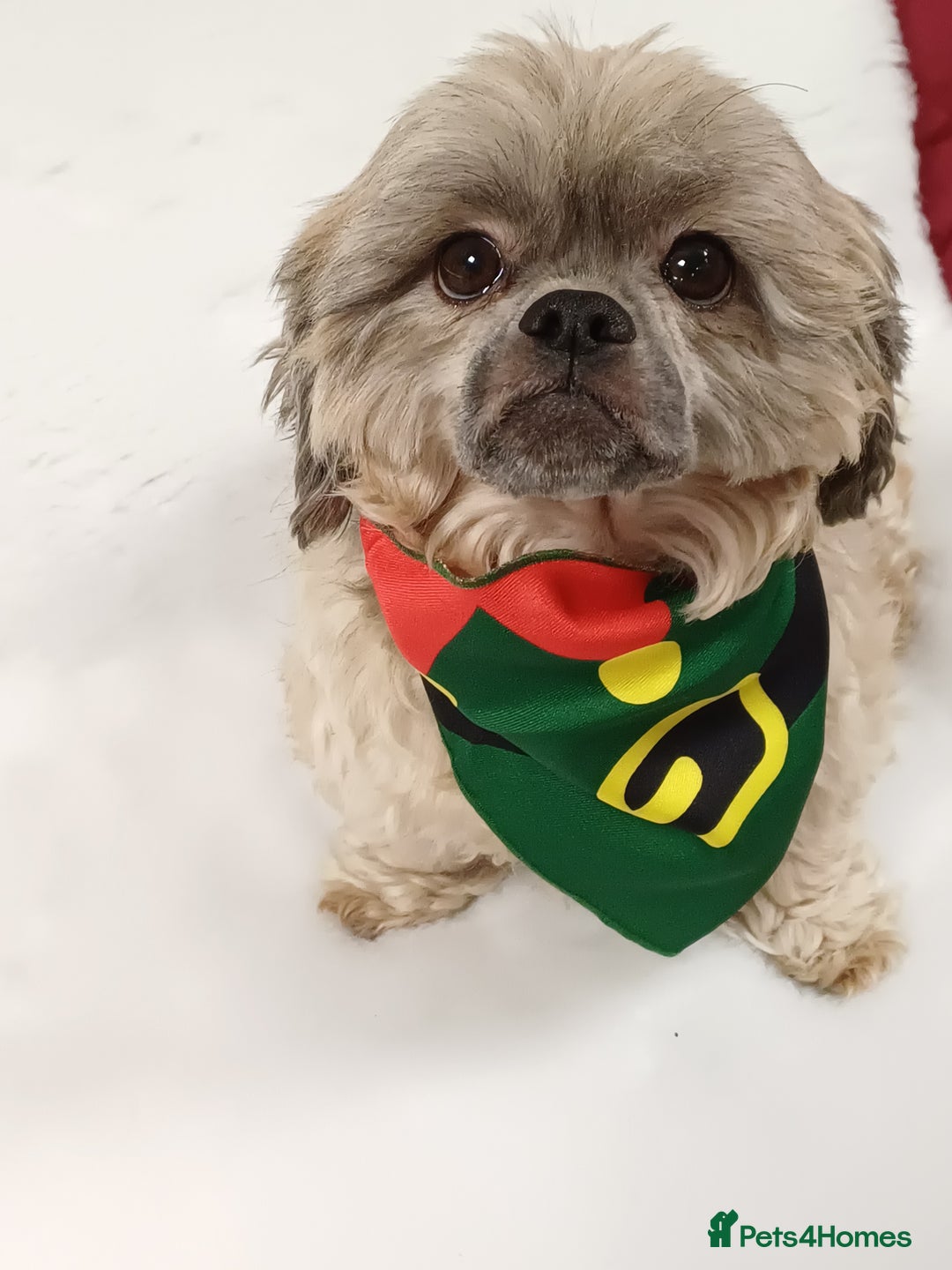 Shih Tzu dogs for sale: SHIH TZU litter. Ready 15/01/2026 - Advert 13