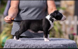 Bull Terrier dogs for sale: Bull Terrier Puppies - Image 2