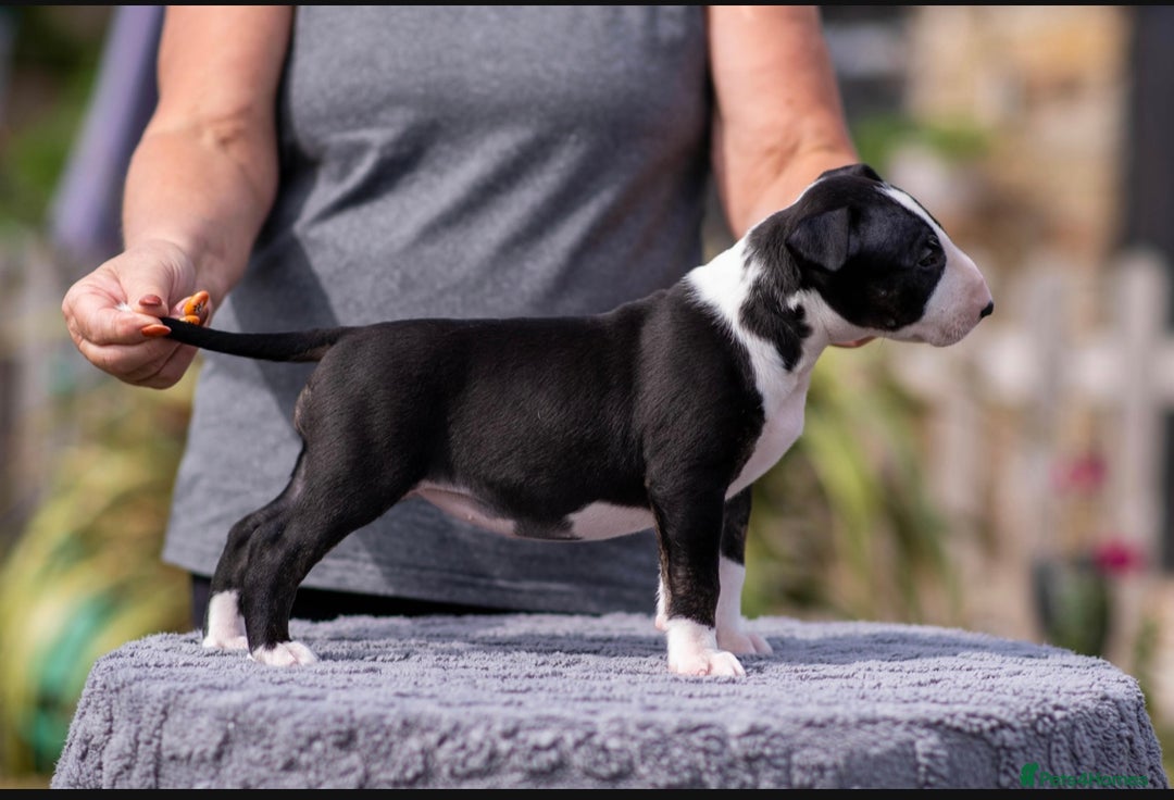 Bull Terrier dogs for sale: Bull Terrier Puppies - Image 2