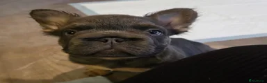 French Bulldog 5