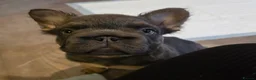 French Bulldog dogs for sale: French bulldog  - Advert 17