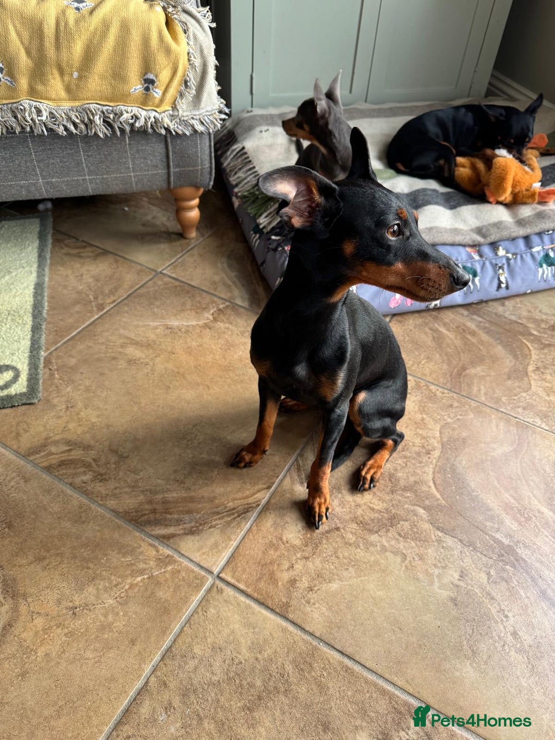English Toy Terrier dogs for sale: English Toy Terrier - Advert 5