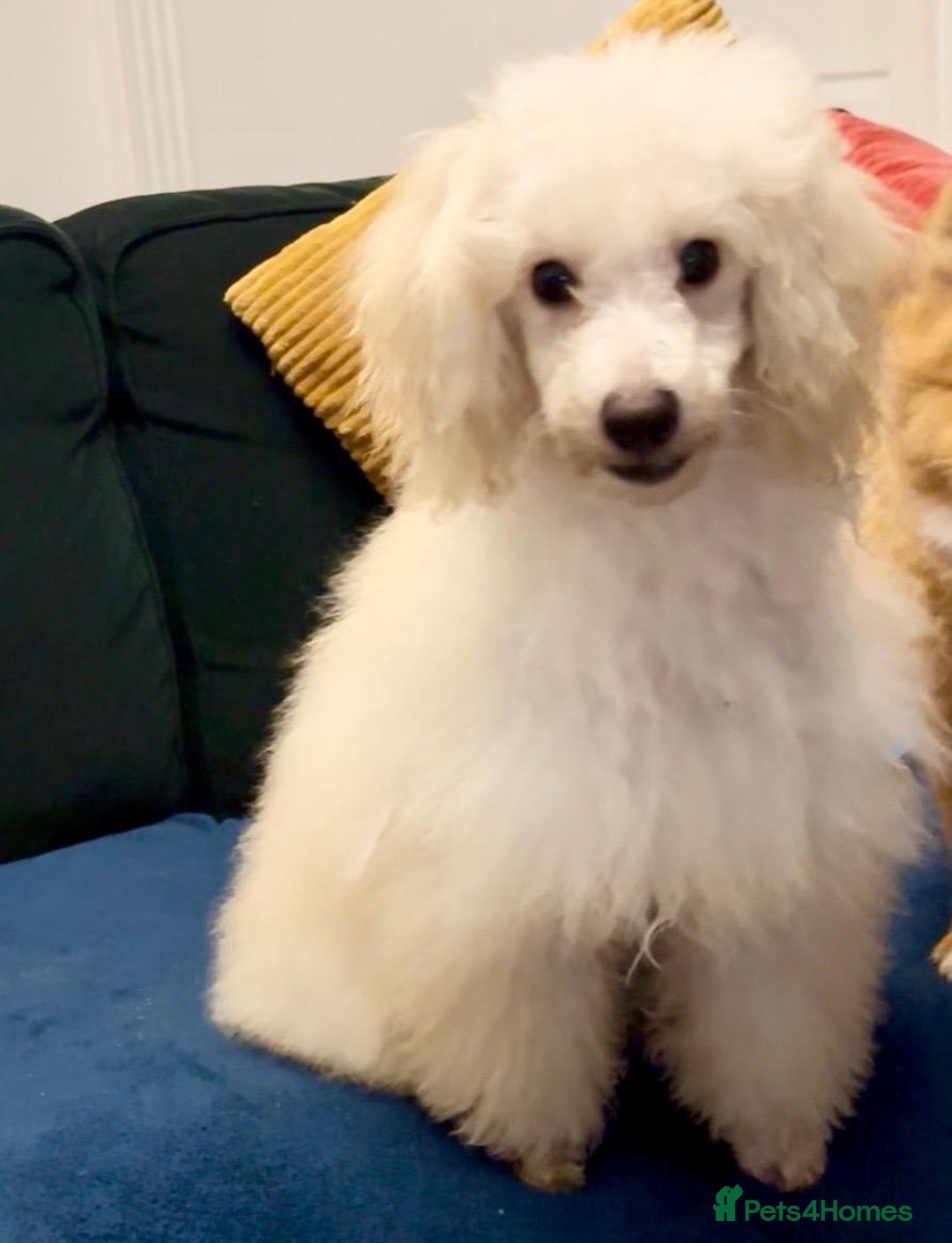 Miniature Poodle dogs for sale: Minature poodle - Advert 3