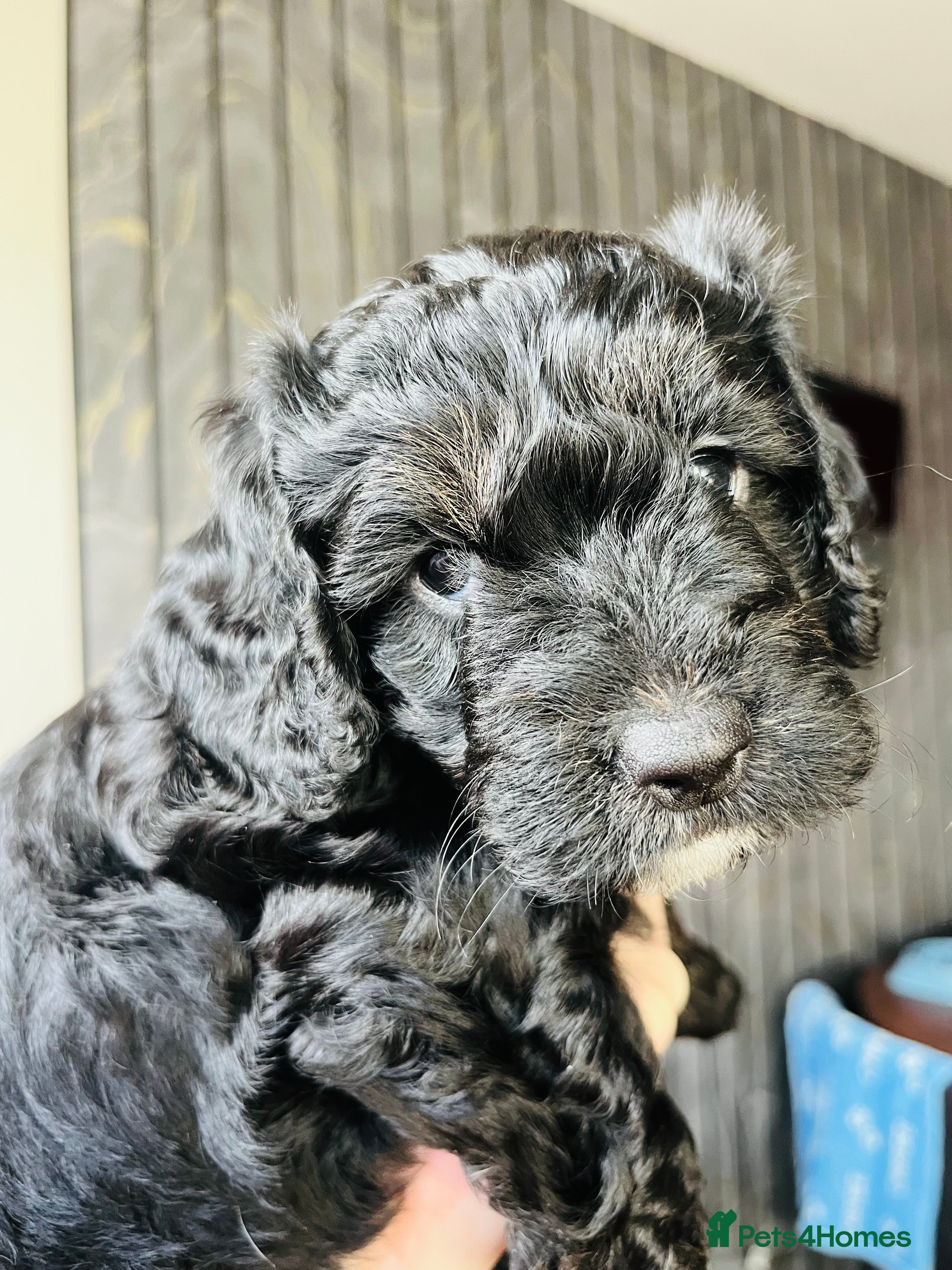 Cockapoo dogs 🐶1 Girl left Stunning Cockapoo pup🐶 - Advert 4