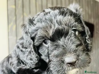 Cockapoo dogs 🐶1 Girl left Stunning Cockapoo pup🐶 - Advert 4