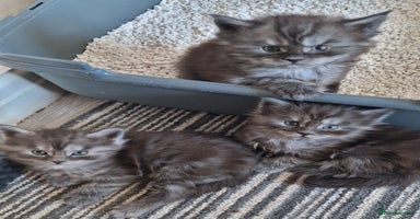 Maine Coon cats Pedigree Smoke Russian Line Mainecoons - Advert 16