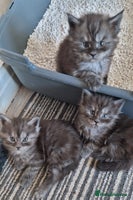 Maine Coon cats Pedigree Smoke Russian Line Mainecoons - Advert 16