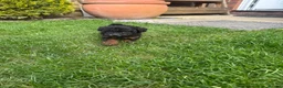 Toy Poodle dogs for sale: Toy Poodle - Advert 3