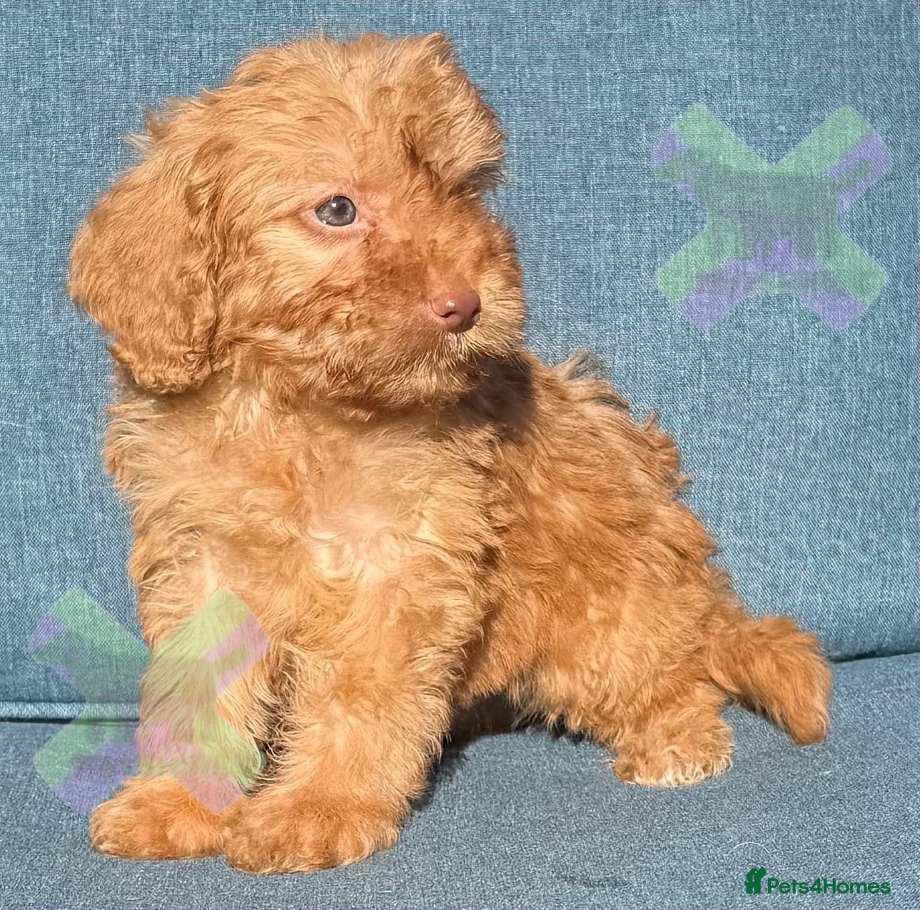 Cockapoo dogs F1 mini Cockapoo’s 30 dna health tested clear  - Advert 2