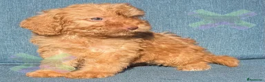 Cockapoo 2