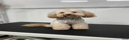 Maltipoo dogs for sale: F1 adorable tiny Maltipoo puppies in Chester - Advert 2