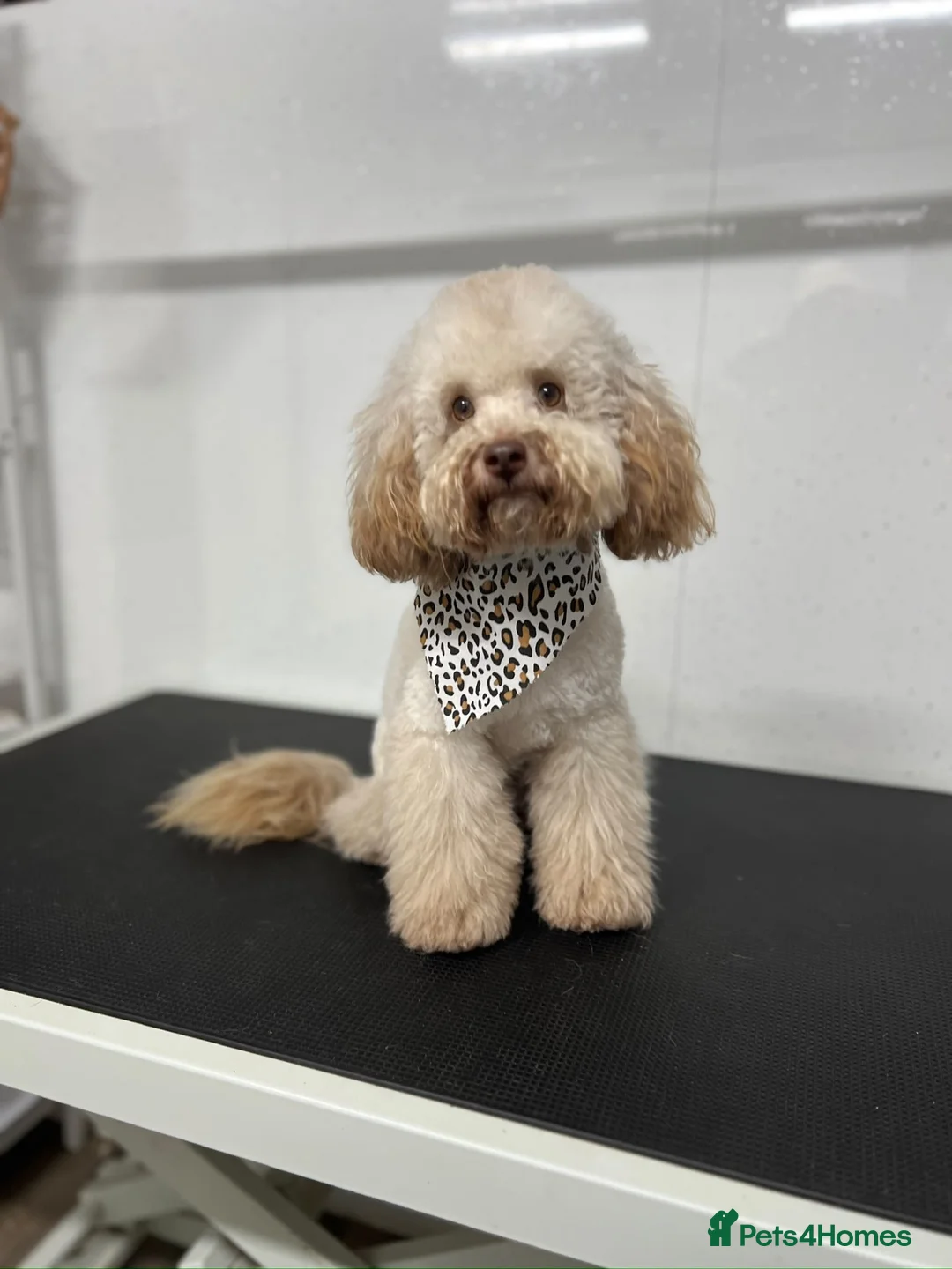 Maltipoo dogs for sale: F1 adorable tiny Maltipoo puppies in Chester - Advert 2