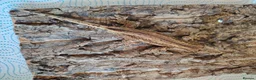 Gecko reptiles for sale: Gargoyle geckos - Advert 4