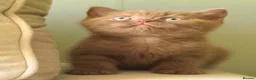 British Shorthair cats for sale: GCCF REG BOYS  - Advert 14