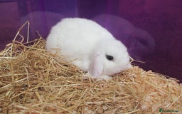 Mini Lop rabbits for sale: Baby Mini Lops - Image 1