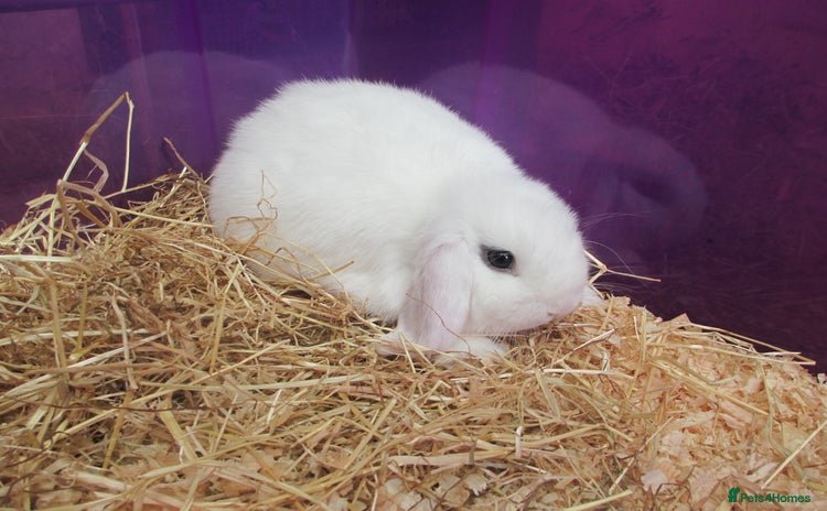 Mini Lop rabbits - Advert 4
