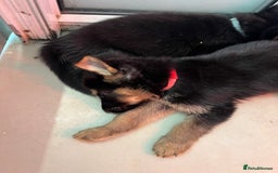 German Shepherd dogs for sale: Big beautiful big boned German Shepherd puppies - Image 8