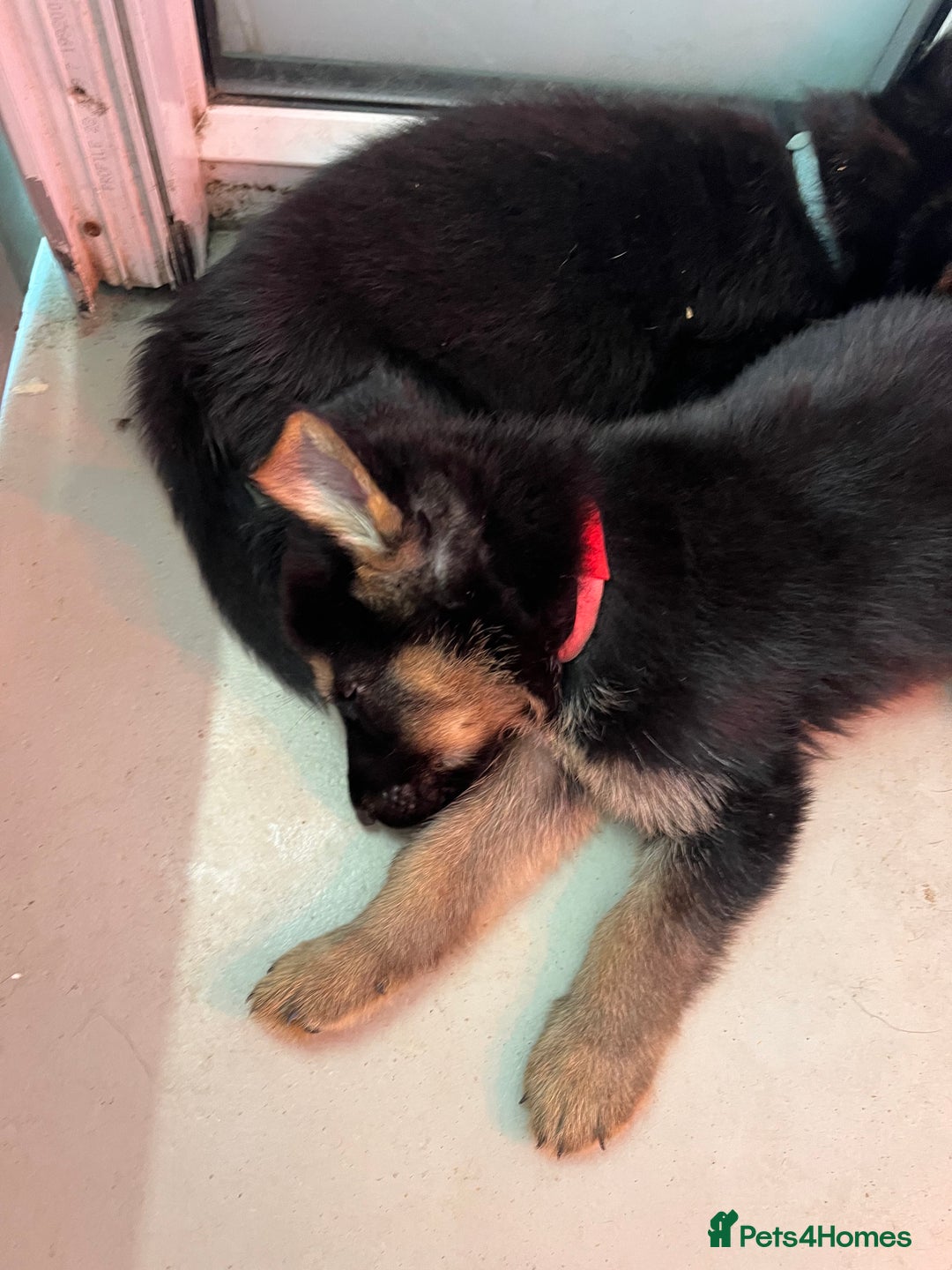 German Shepherd dogs for sale: Big beautiful big boned German Shepherd puppies - Image 8