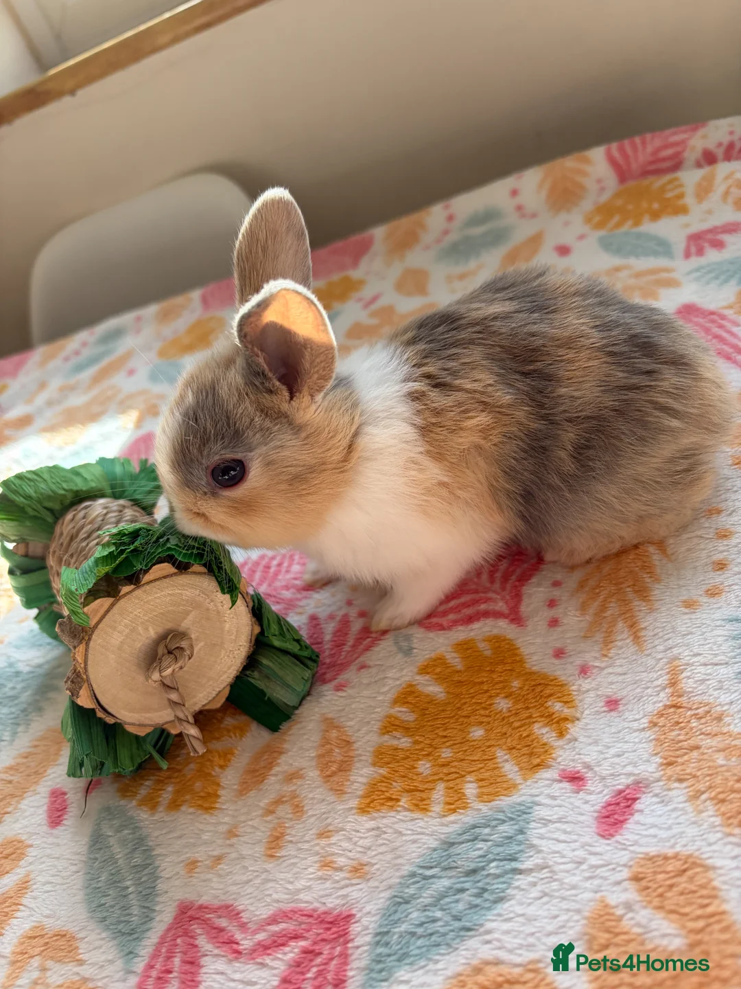 Mixed Breed rabbits for sale: Baby Rabbits for sale - mixed breed in King's Lynn - Advert 22
