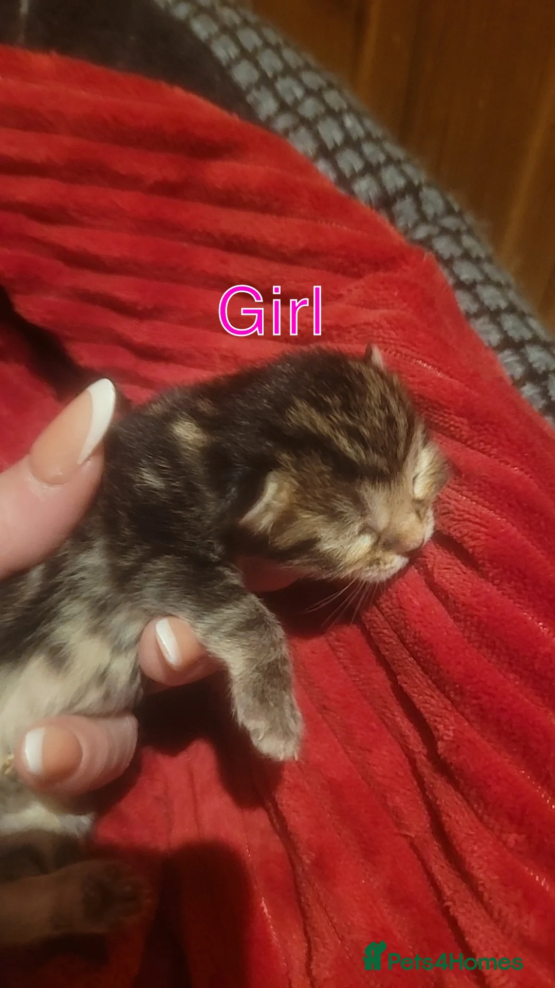 Mixed Breed cats for sale: Stunning tabby kitties  - Advert 2