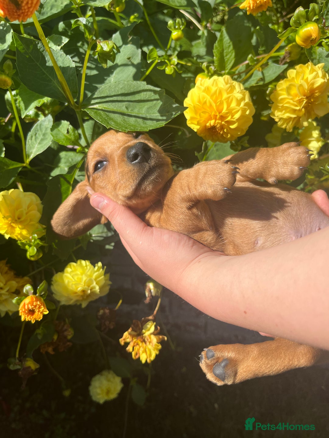 Dachshund dogs for sale: Mini dachshund puppies  - Image 8