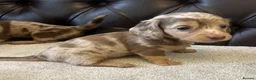 Miniature Dachshund dogs for sale: Dachshund miniature long hair  - Advert 23