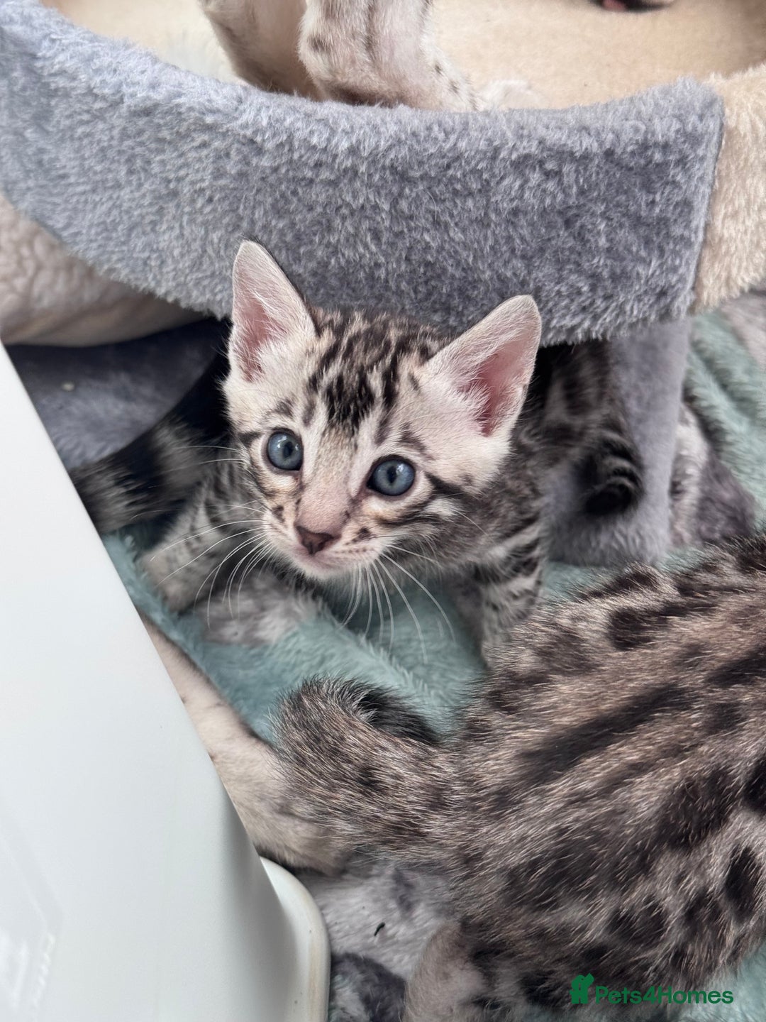Bengal cats for sale: Ready mid March. Stunning TICA-registered Bengals  - Advert 7