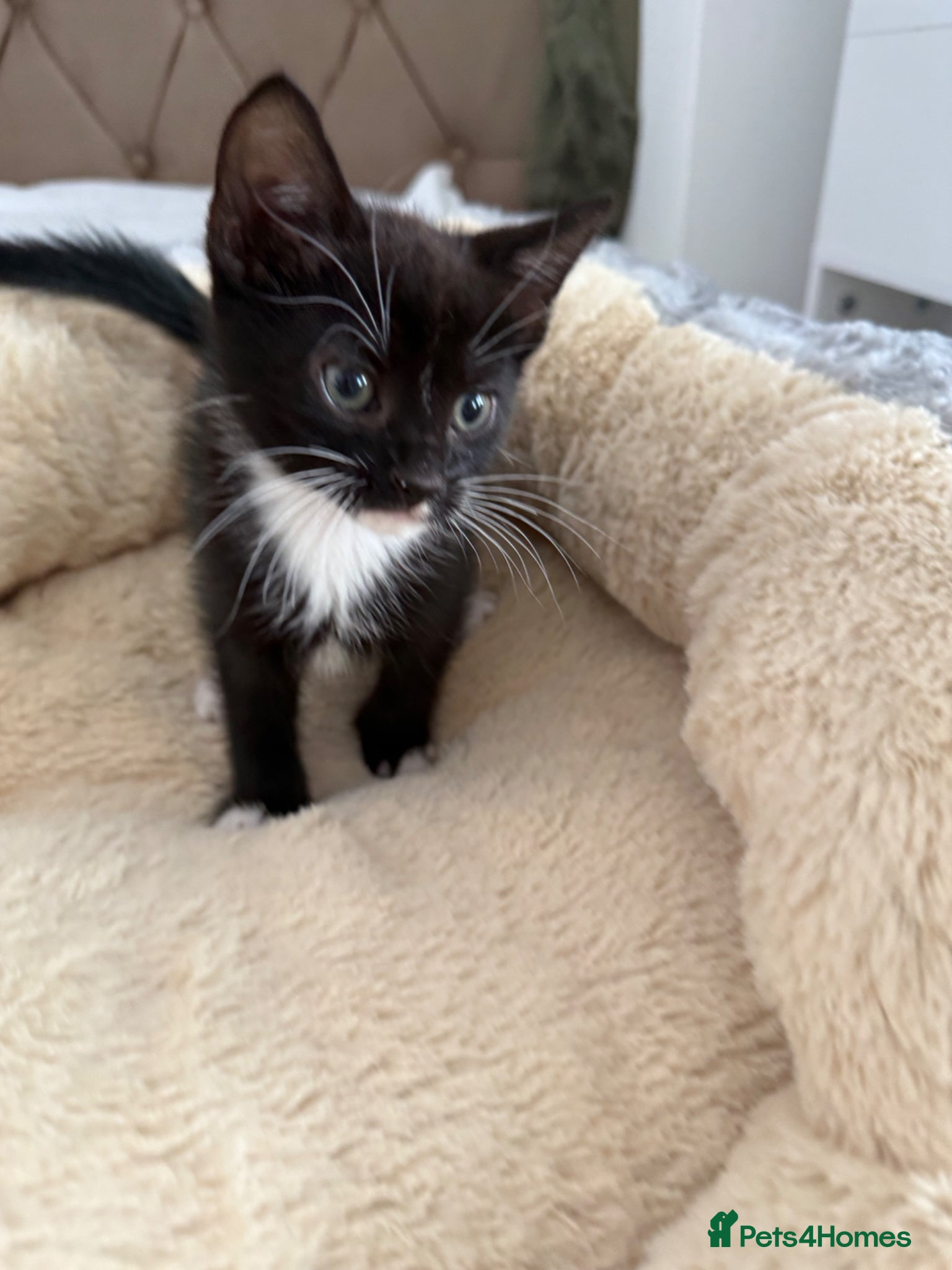 Mixed Breed cats Cutest Tuxedo kitten, Teddy - Advert 1