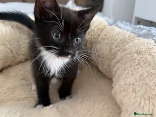 Mixed Breed cats Cutest Tuxedo kitten, Teddy - Advert 1