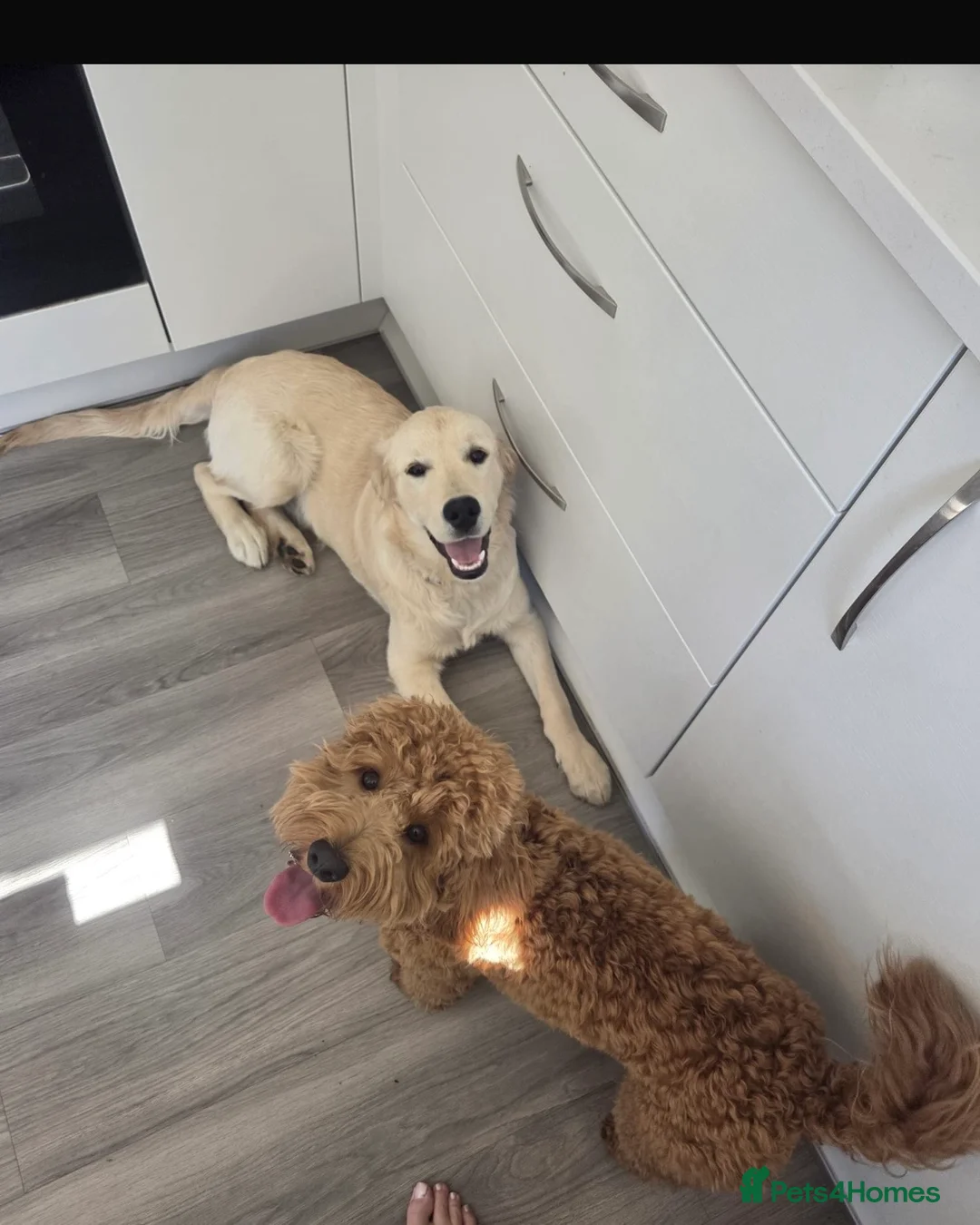Golden Retriever dogs for sale: Golden retriever puppy - Advert 2