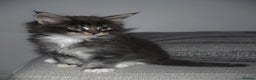 Maine Coon cats for sale: Maine Coon kittens/ Ready to Now    - Advert 17