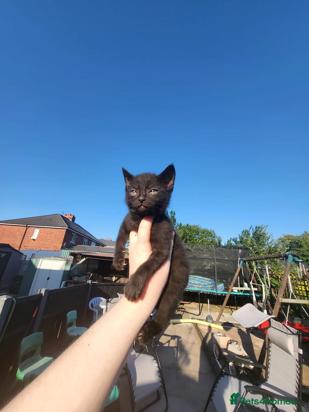 Bombay cats for sale: Bombay mix kittens 200 ONO in Rowley Regis - Advert 1