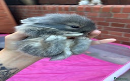 Mini Lion Lop rabbits for sale: Mini lion lops  - Image 22