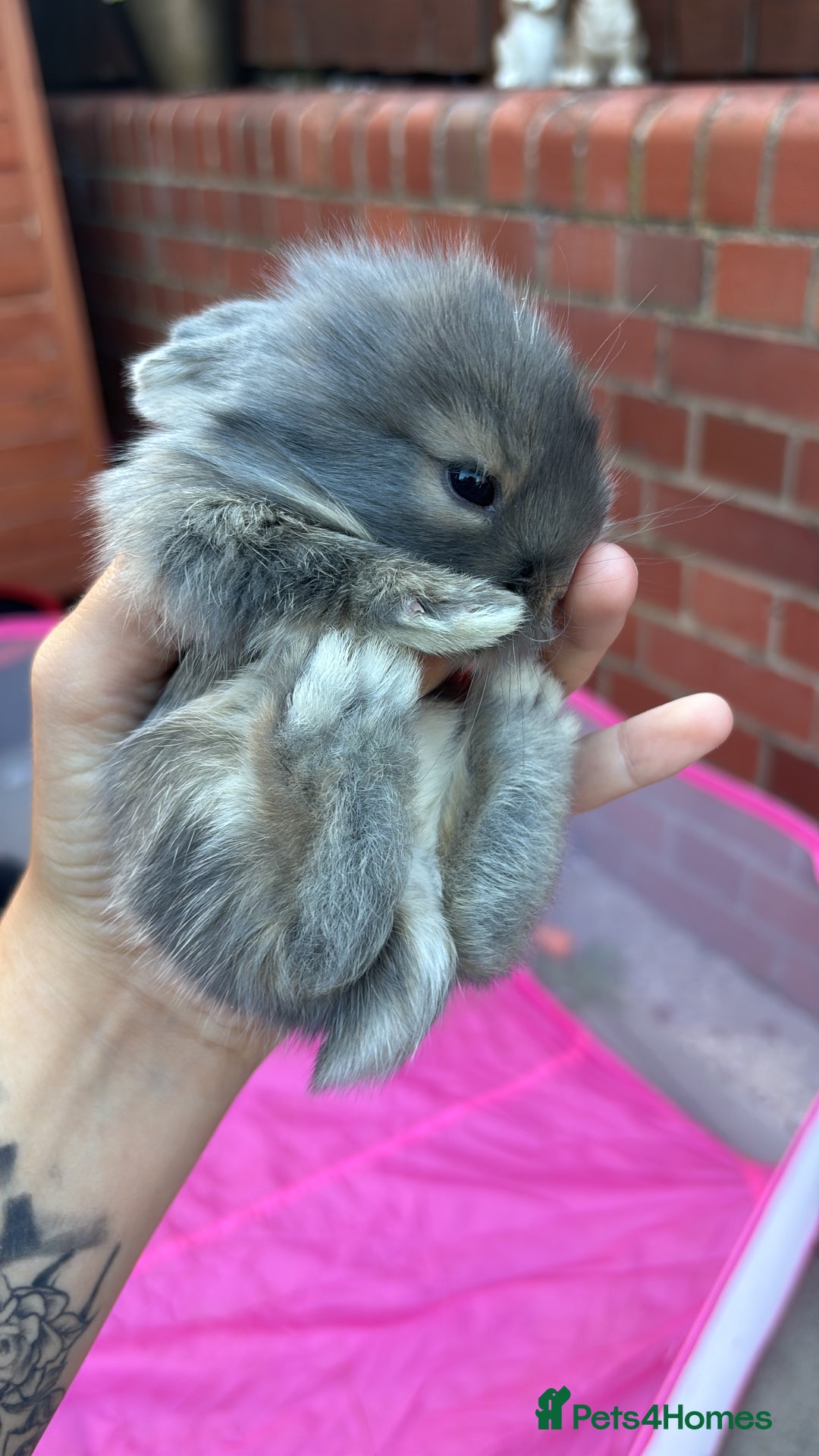 Mini Lion Lop rabbits for sale: Mini lion lops  - Image 22